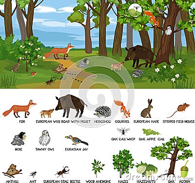 Grove biotope with different animals mammals, birds, insects and plants in their natural habitat. Vector Illustration